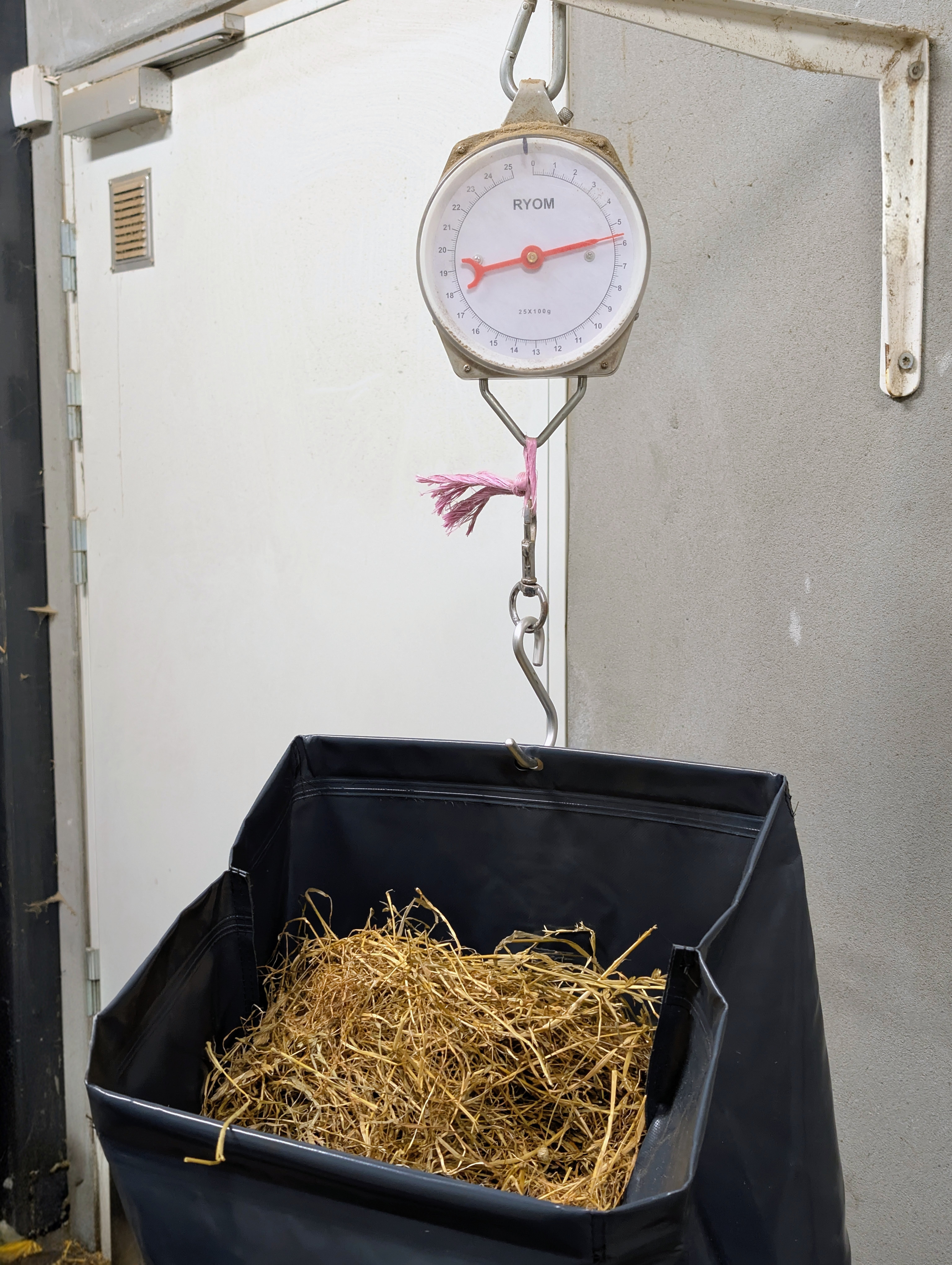 HayDrop attached to a hanging scale while hay is weighed
